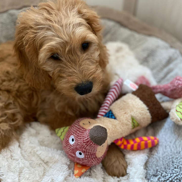 Nobby Plüschtier FUCHS für Hunde